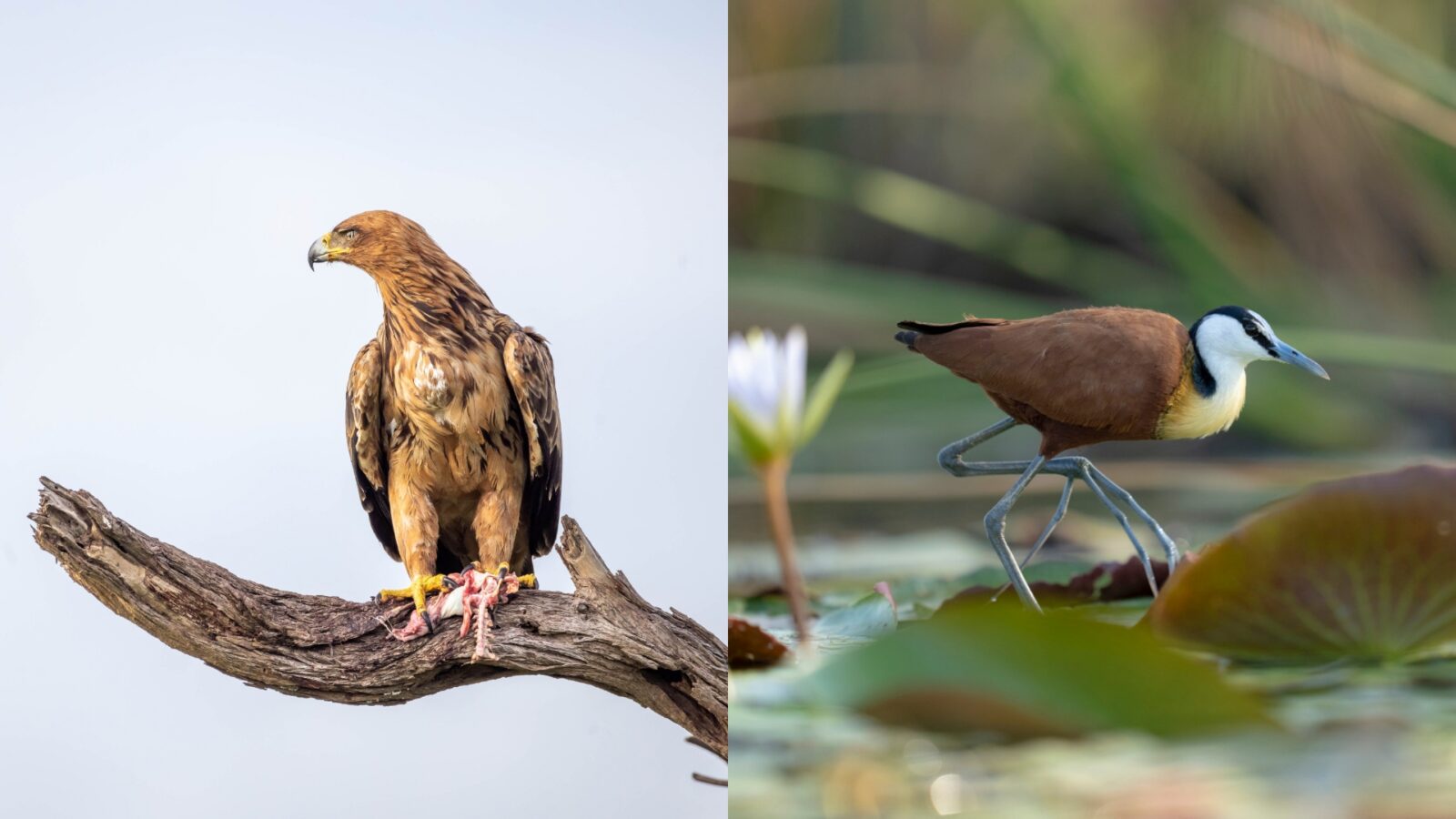 Desert & Delta Safaris Botswana